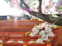 鹽竈神社の鹽竈桜2025Ⅱ