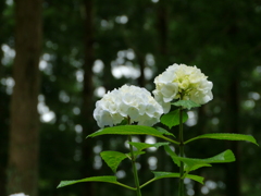 杉木立の下でⅡ