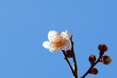 榴岡天満宮の梅Ⅱ