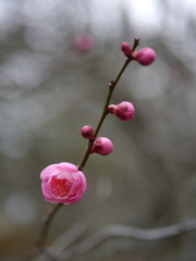 河原の紅梅Ⅱ
