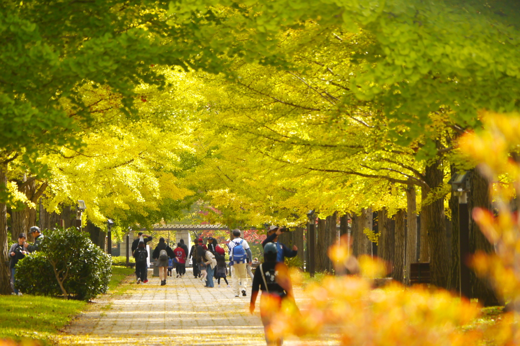 山形県総合運動公園のイチョウ並木2024