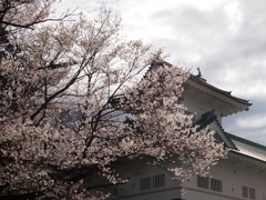 仙台城址の桜