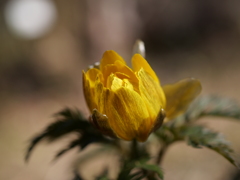 野草園のフクジュソウ