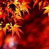 鹽竈神社のモミジ