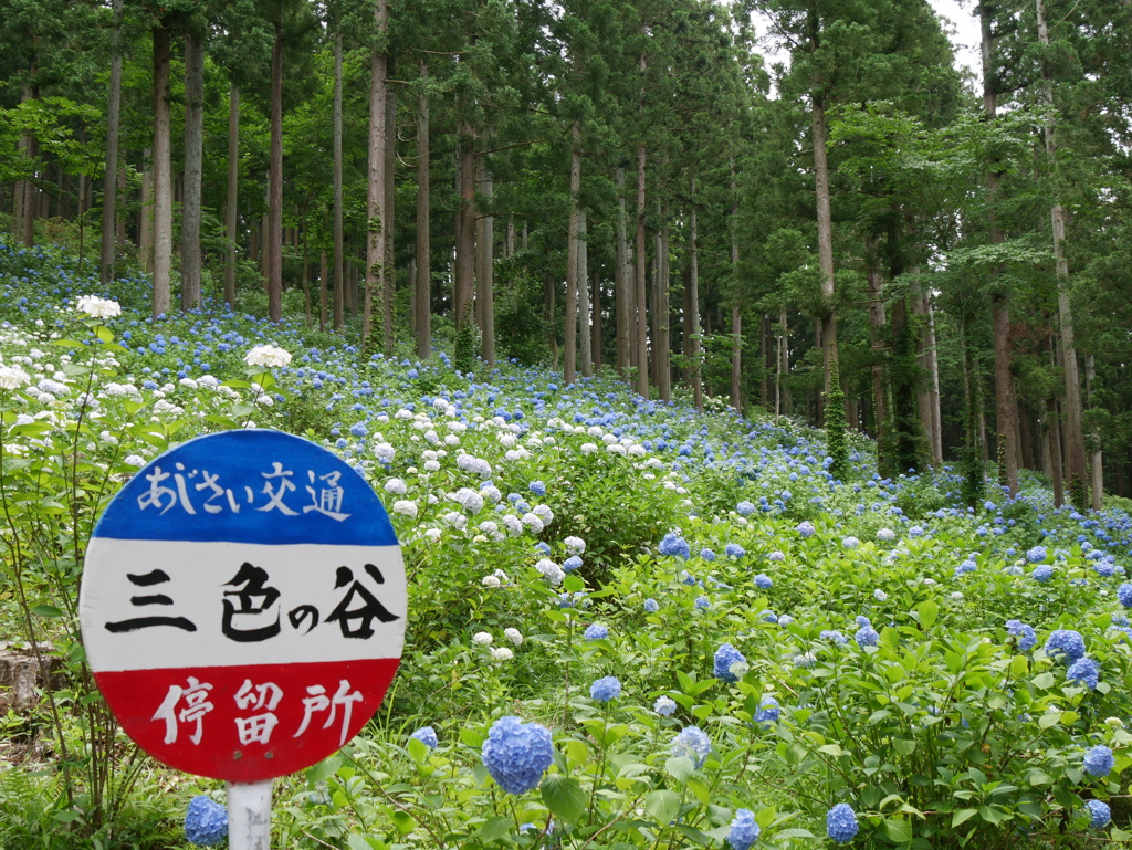みちのくあじさい園の紫陽花2024Ⅲ