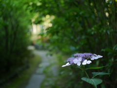 資福寺の紫陽花2022Ⅴ