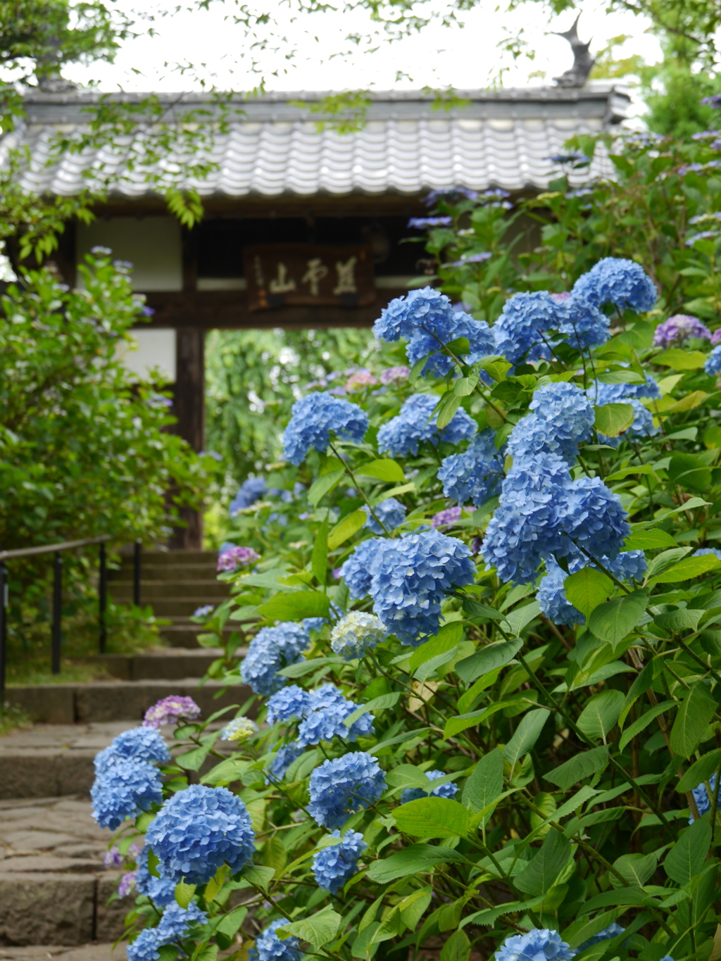 資福寺の紫陽花2020Ⅸ