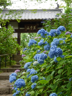 資福寺の紫陽花2020Ⅸ