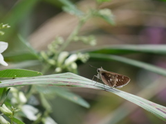 野草園のセセリⅡ