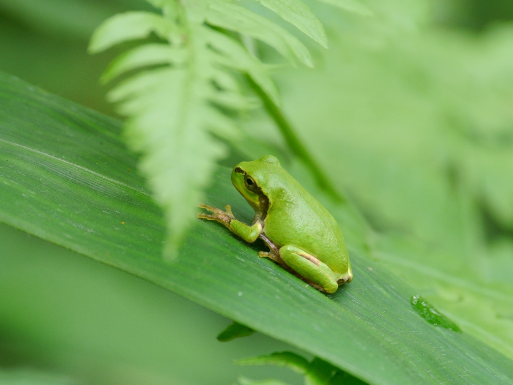 昭和万葉の森のアマガエル