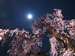 公園の枝垂れ桜2022