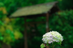 資福寺の紫陽花Ⅵ