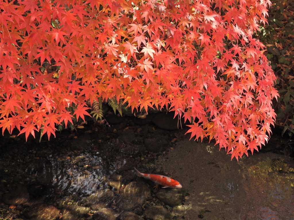 もみじ公園のモミジ2025Ⅱ