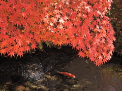 もみじ公園のモミジ2025Ⅱ