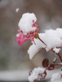 雪の朝Ⅱ