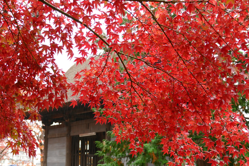 雨の陸奥国分寺