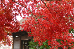 雨の陸奥国分寺