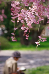 職場の枝垂桜Ⅳ