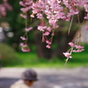 職場の枝垂桜Ⅳ