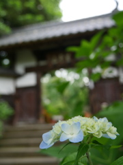 資福寺の紫陽花2025