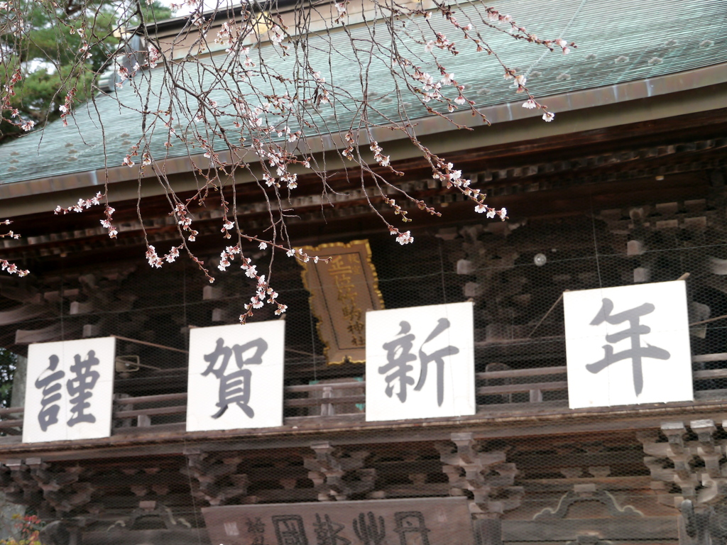 竹駒神社の四季桜2026