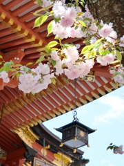 鹽竈神社の鹽竈桜2024Ⅴ