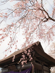 陸奥国分寺の桜Ⅱ