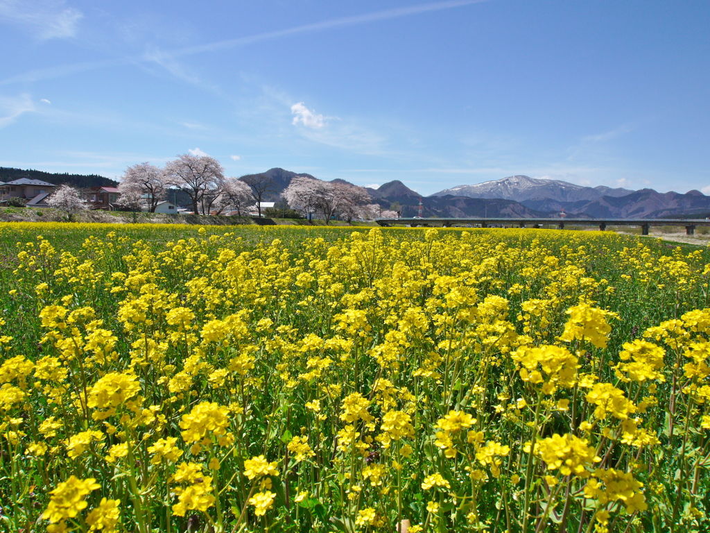 河川敷の菜の花畑2019