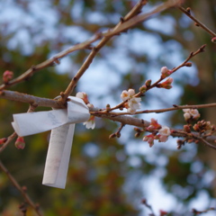 鹽竈神社の四季桜