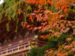 鹽竈神社秋景