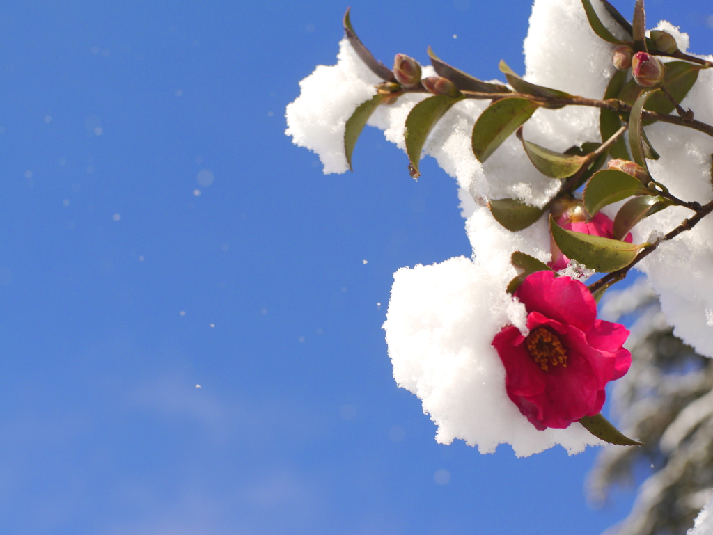 雪の山茶花Ⅱ