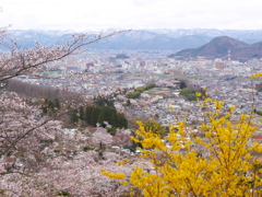 花見山公園2019Ⅶ