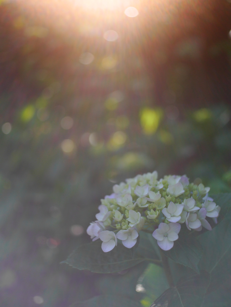 資福寺の紫陽花2022Ⅸ