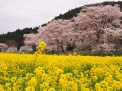 河川敷の菜の花畑2020Ⅲ