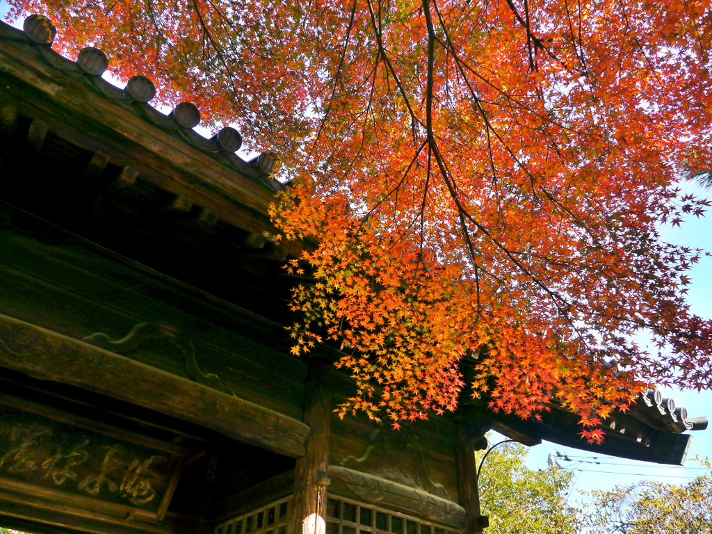 輪王寺のモミジⅣ