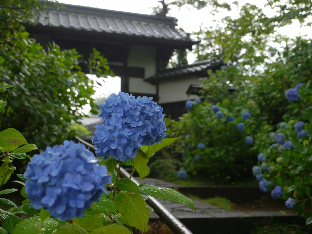 資福寺の紫陽花2017Ⅱ
