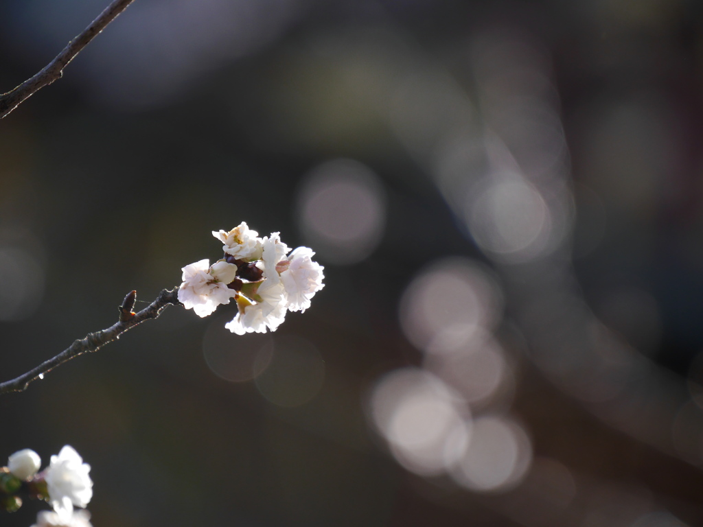 鹽竈神社の四季桜2020Ⅱ