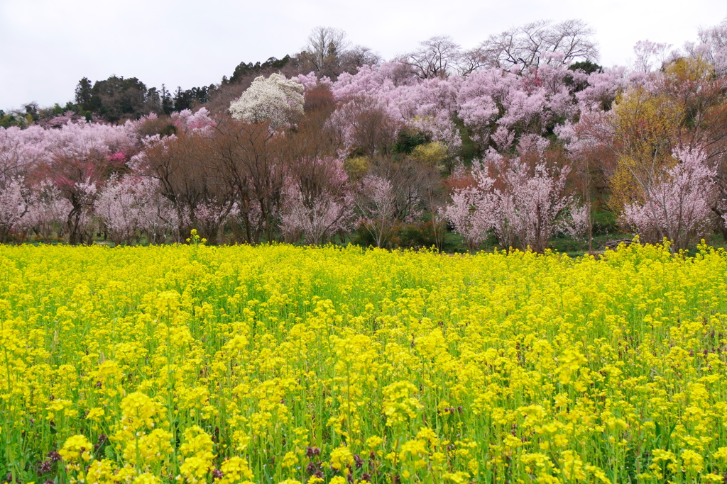 花見山公園2024Ⅳ