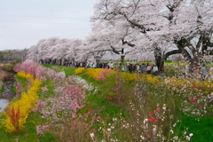 一目千本桜2025Ⅲ