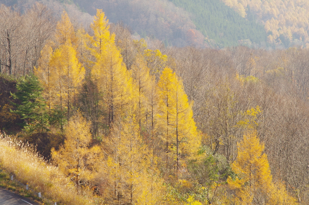 峠のカラマツ林