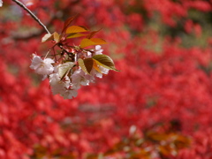 鹽竈神社の桜