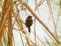 雪の中のジョビ子さん