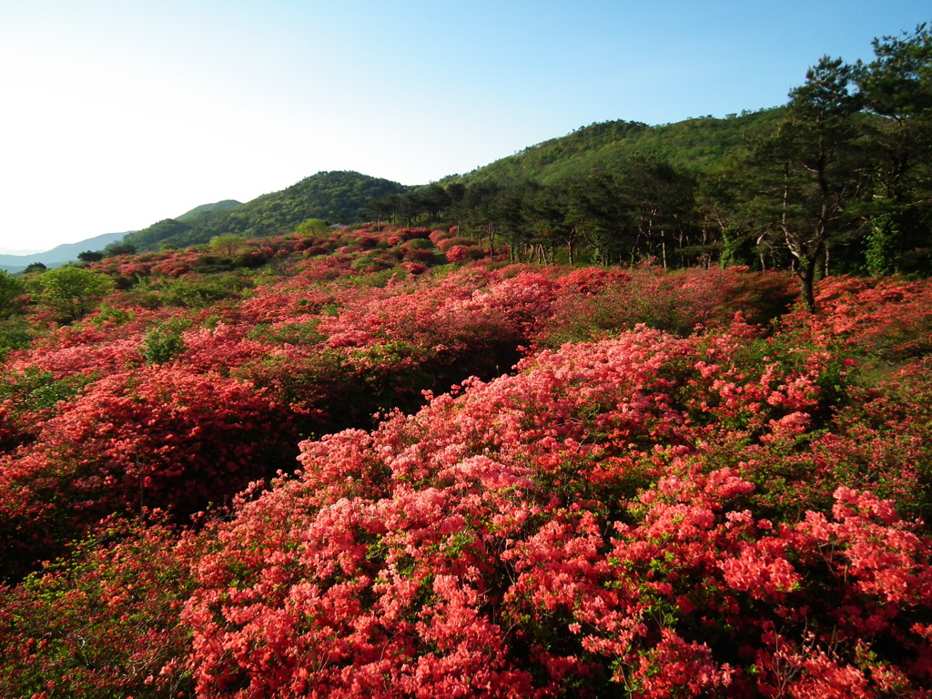 徳仙丈山のツツジ