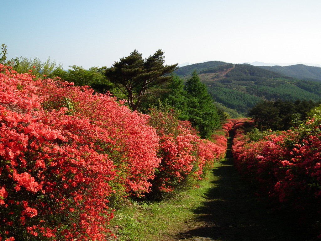 徳仙丈山のツツジⅣ