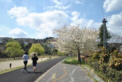 河原の桜Ⅱ