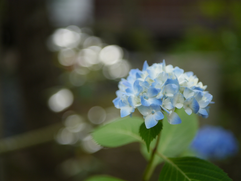 資福寺の紫陽花2018Ⅹ