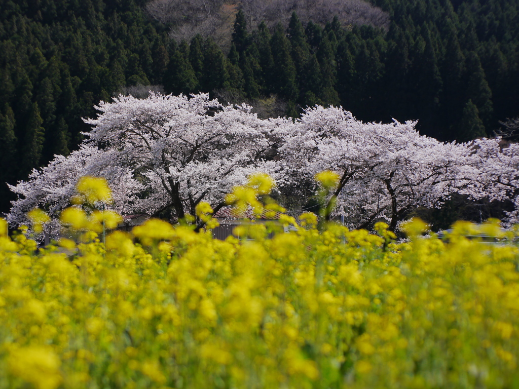 河川敷の菜の花畑2022Ⅲ