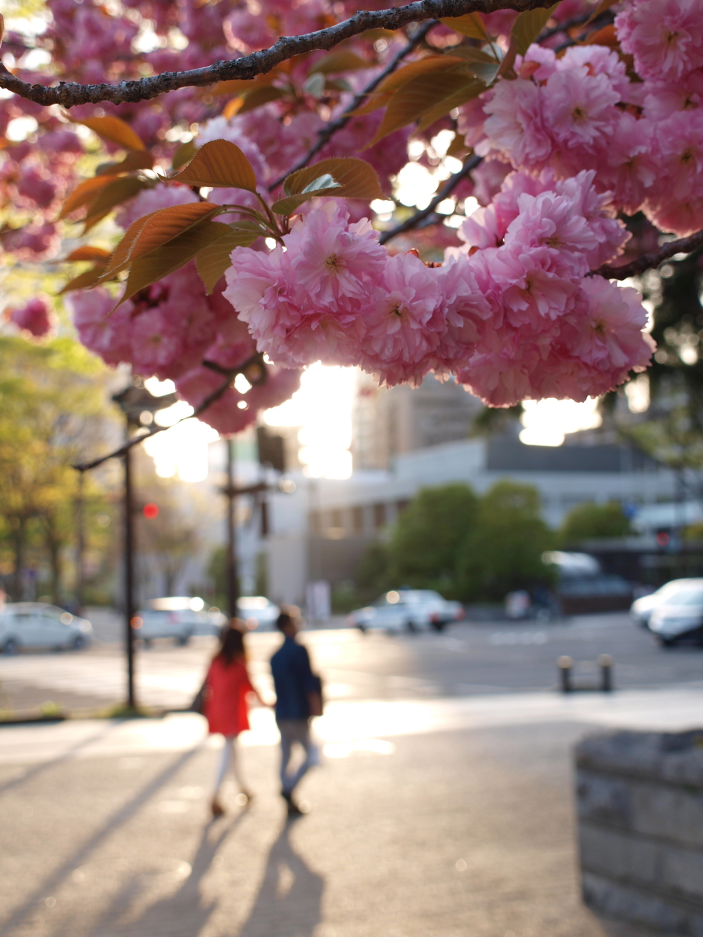 公園の八重桜