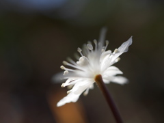 野草園のセリバオウレン