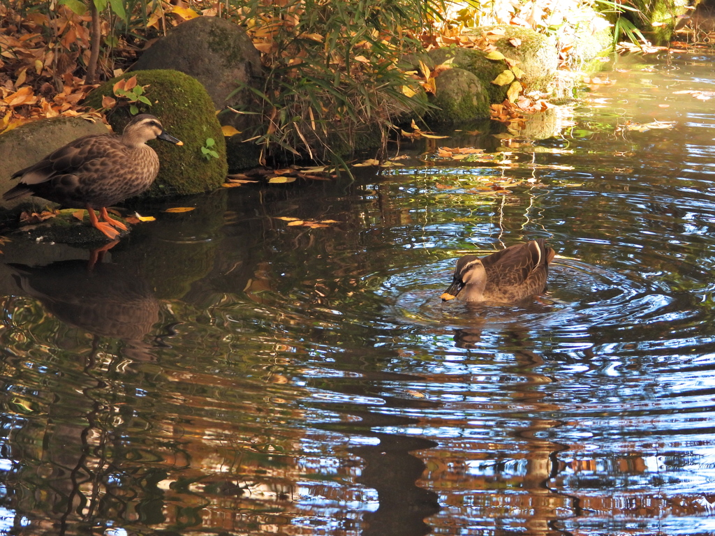 もみじ公園のカルガモさん